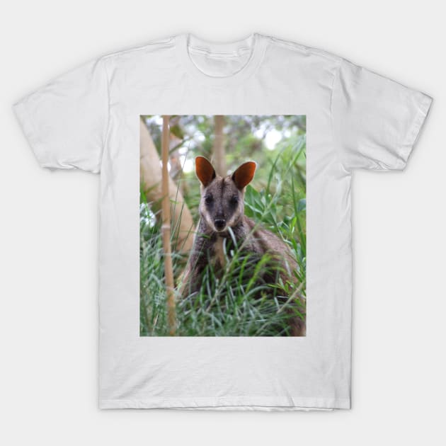 Brush-tailed Rock Wallaby T-Shirt by kirstybush